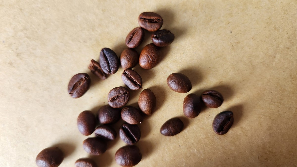 café canéfora: quem você pensa que ele&nbsp;é?