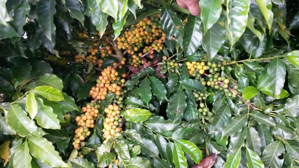 Coffea: a planta que dá&nbsp;café