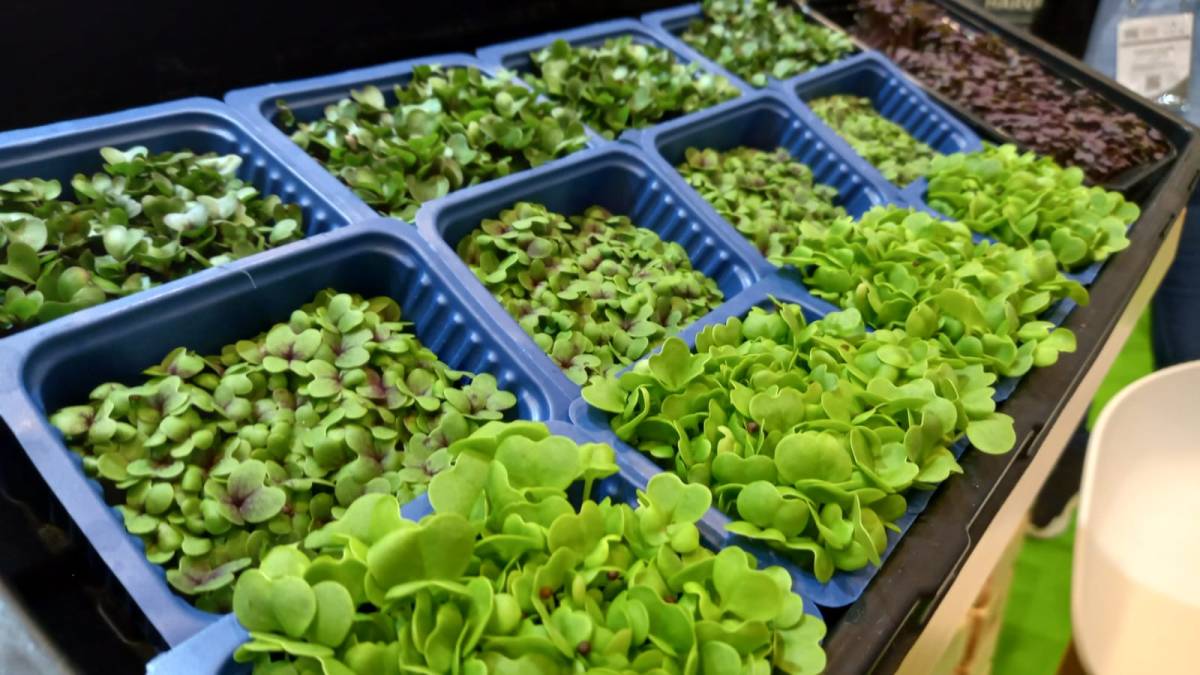 futuro da comida: laboratórios ou&nbsp;orgânicos?