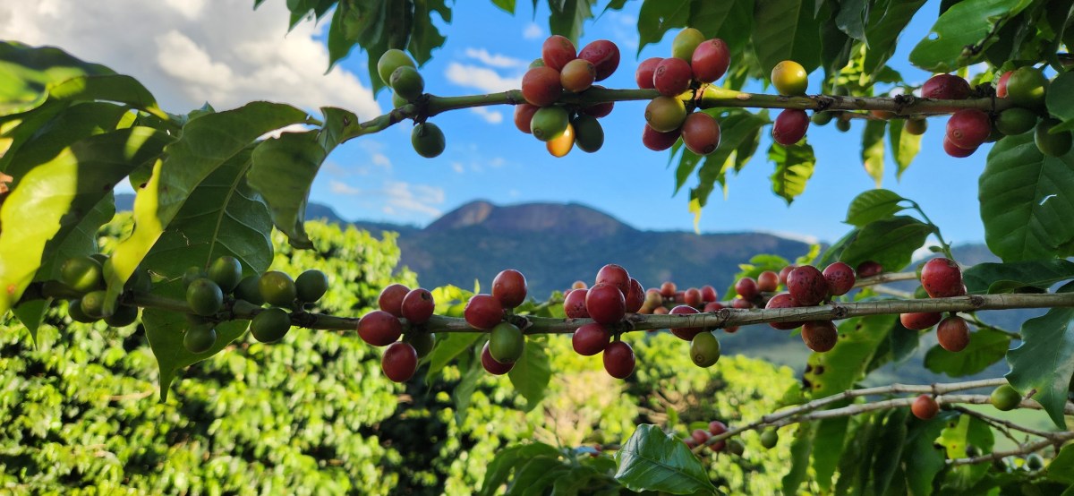 Andradas Café Festival amplia evento com novo roteiro de&nbsp;agroturismo